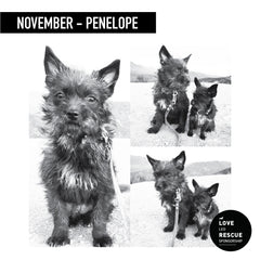 Animal Rescue - Novembers Sponsorship: Peneleope