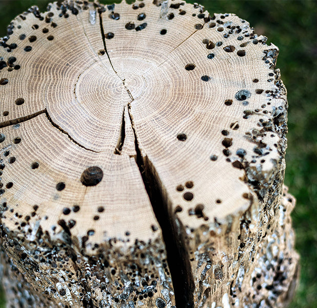 Bricola Venezia Stool