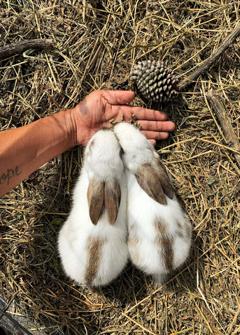 Les lapins ont-ils besoin de granulés dans leur alimentation quotidienne ?  - Planéte Lapin