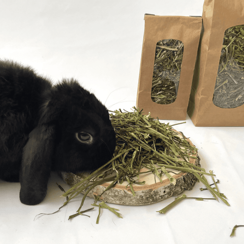 Jouet pour lapin à mâchouiller - Carotte pour Lapin - Mon lapin Nain