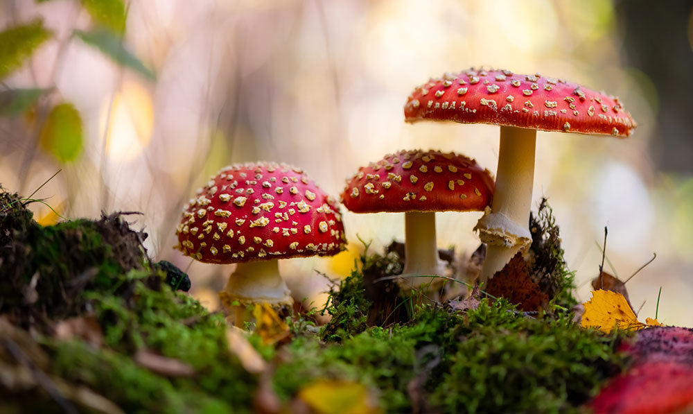 amanita muscaria mushroom in forest near grassy area