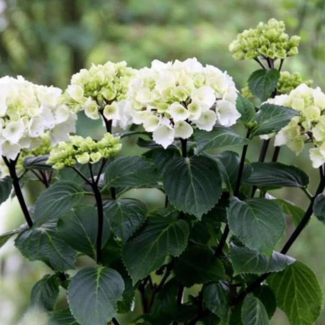 Bigleaf Hydrangeas | White Flower Farm
