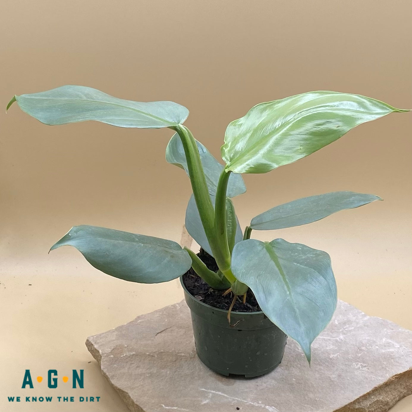 4” Silver leaf philodendrons (Philodendron brandtianum) – Angie's Planties