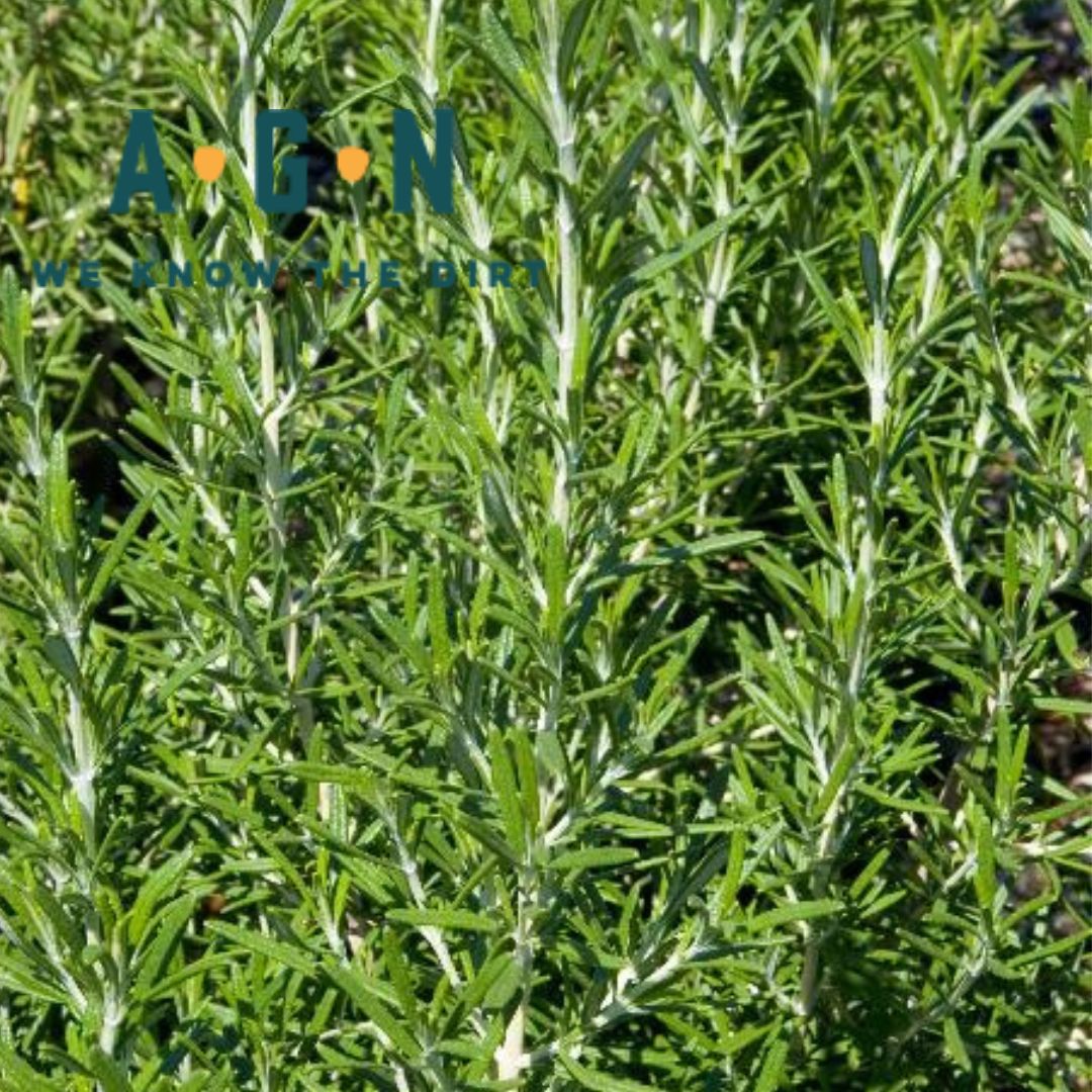 Hill Hardy Rosemary Plants For Sale