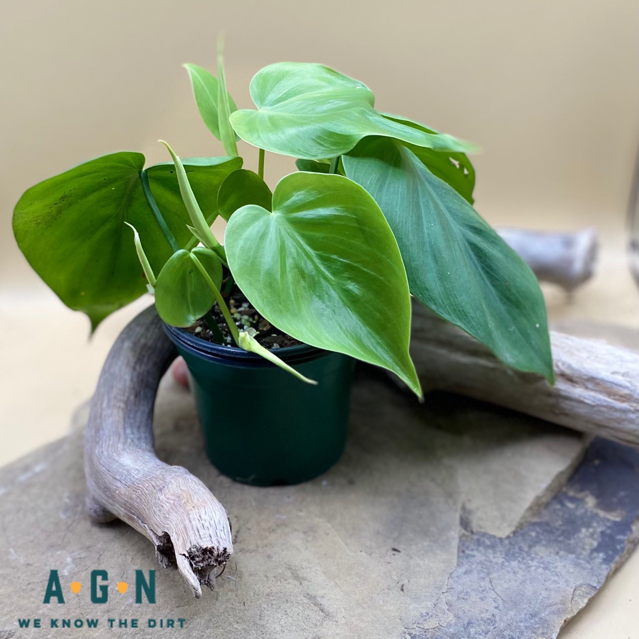 4” Silver leaf philodendrons (Philodendron brandtianum) – Angie's