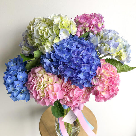 Hydrangeas