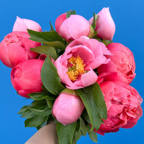 Peonies