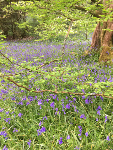 Bluebells in the woods at Mawnan Smith