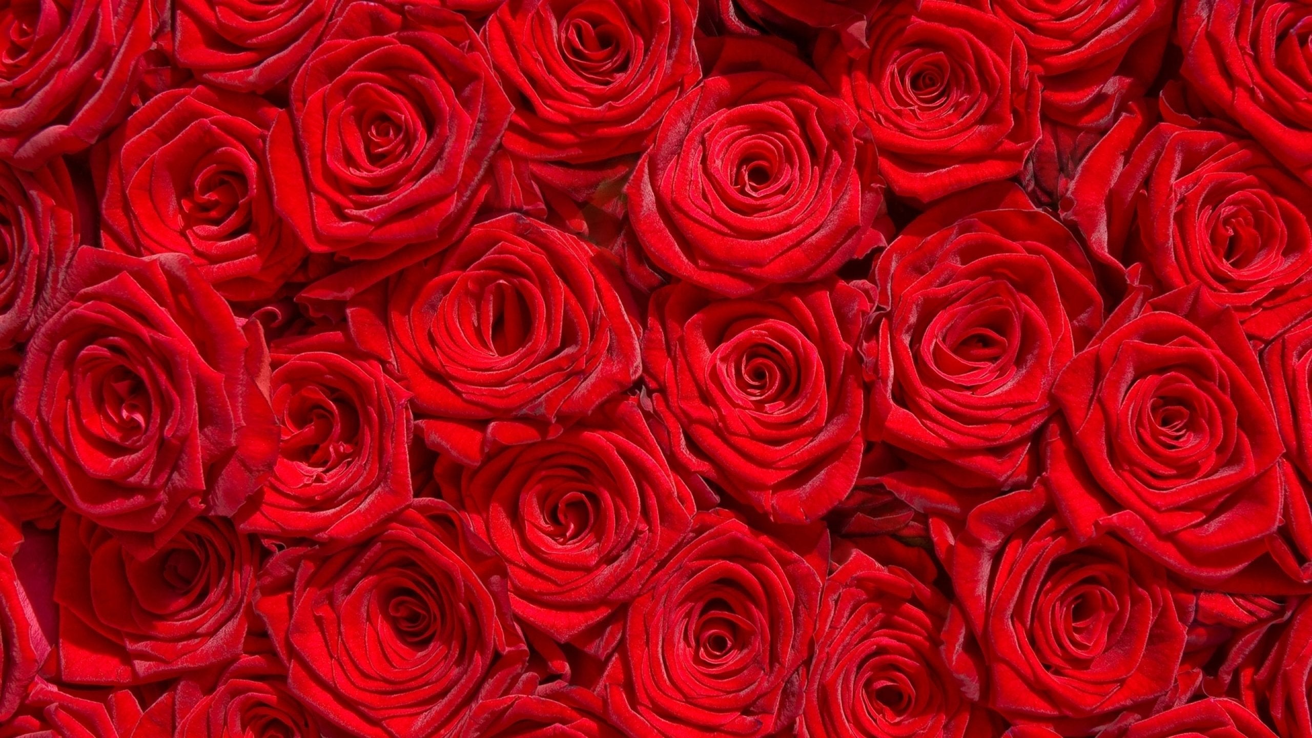 Rose éternelle Sous Cloche – le paradis des roses
