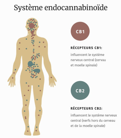 Le systeme endocannabinoide et le cbd