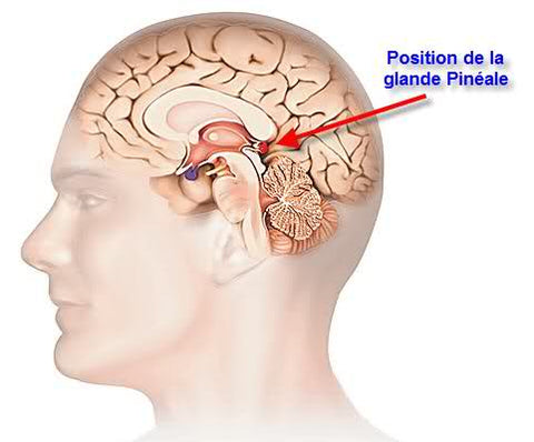 Melatonine - glande pineale