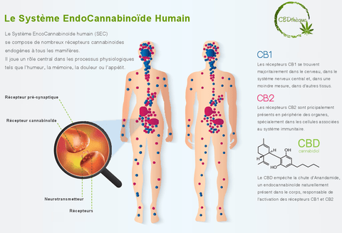 Systeme endocannabinoide