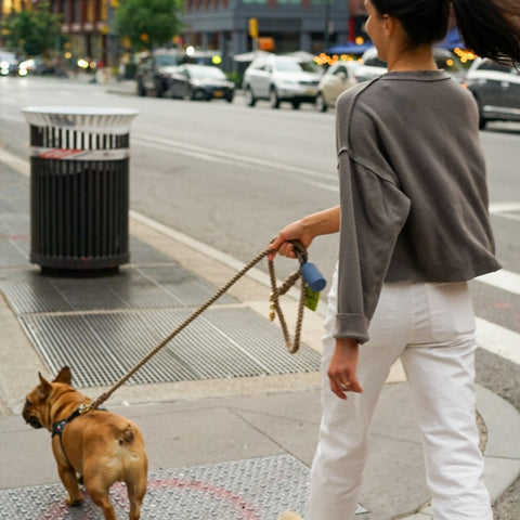 a dog on a walk