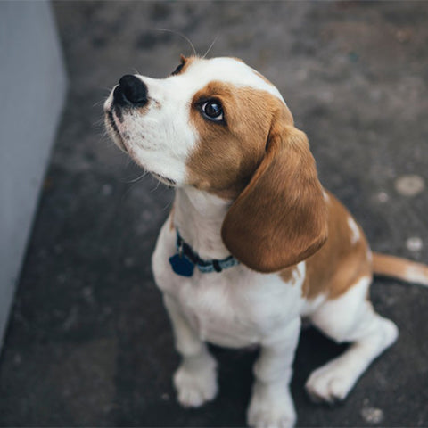 A cute beagle