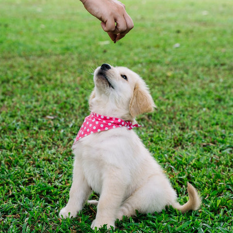 white dog with muffler