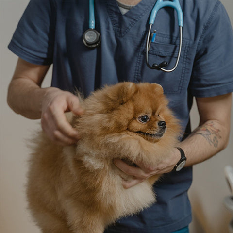 veterinarian