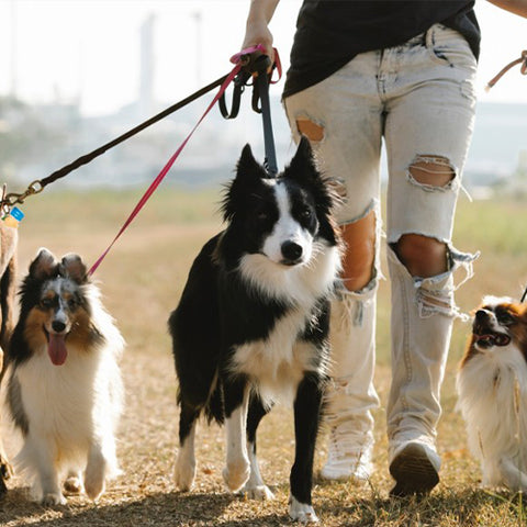 A man on a walk with his dogs