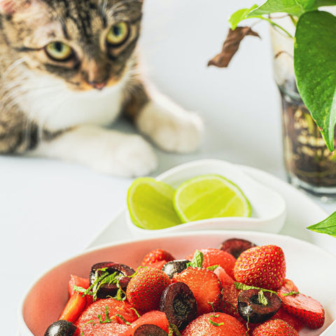 fruit with a cat