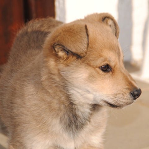 yellow puppy