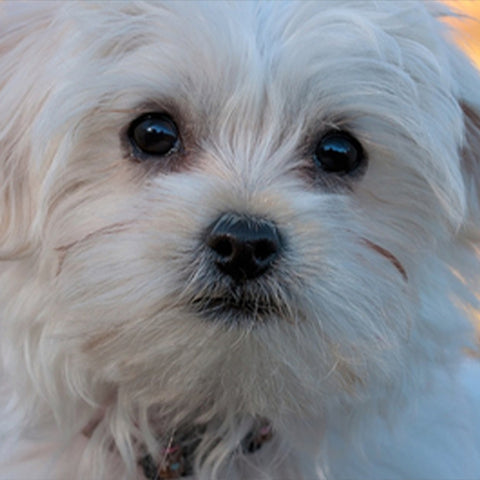 white maltese