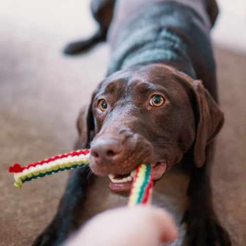 play tug