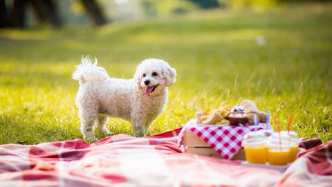 Forfriskende sommersnacks til din hund | Pawesomeday.no