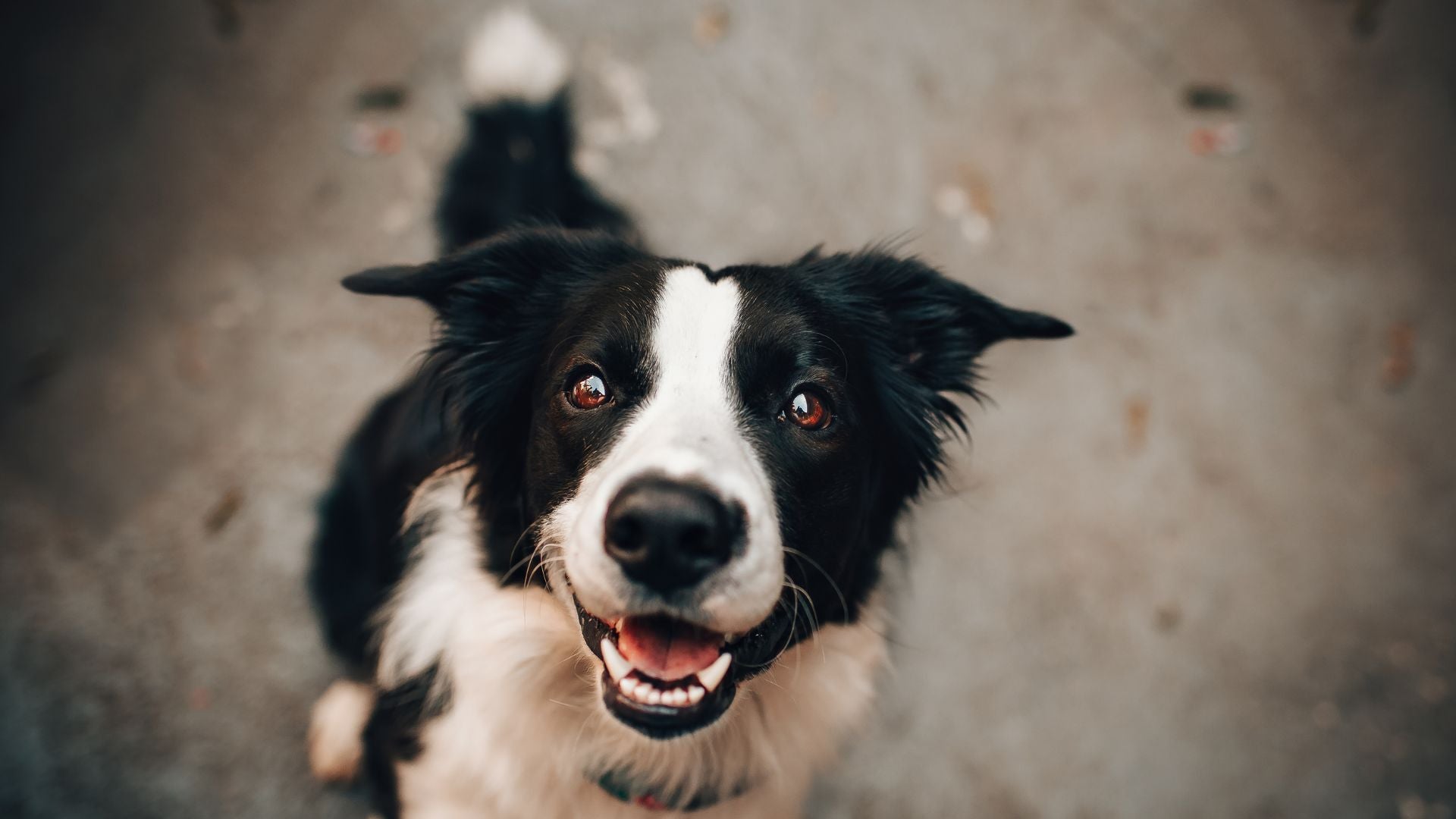 Hunden vår liker godis fra pawesomeday.no