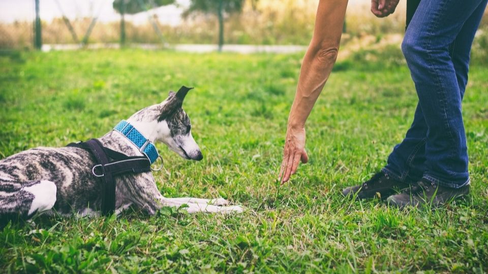 Hvordan kan en drive mental trening for hund? 