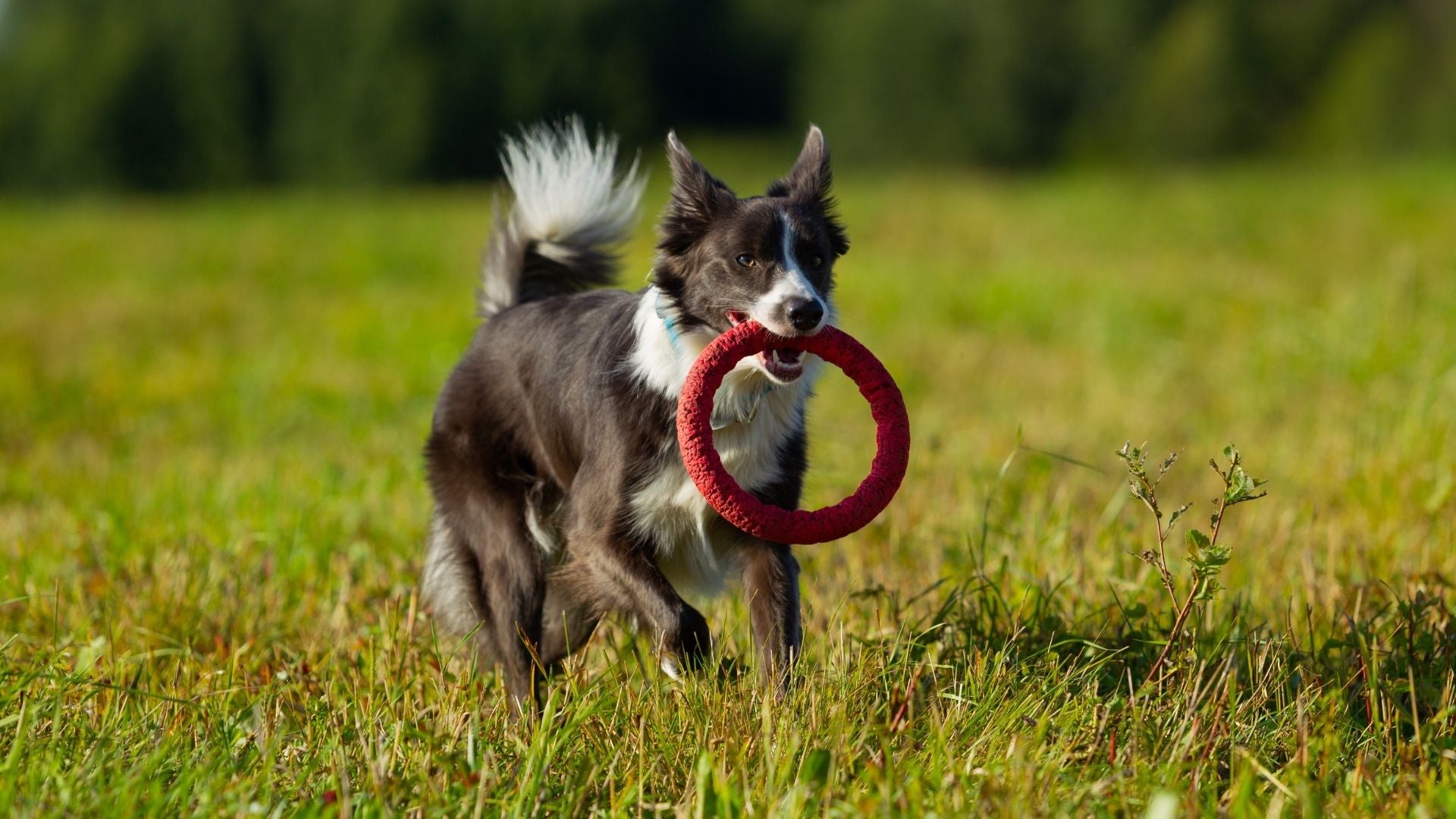 Mental trening for hund - Pawesomeday.no