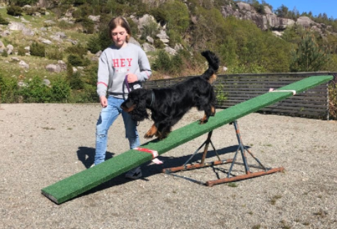 Mentaltrening for hund er så viktig