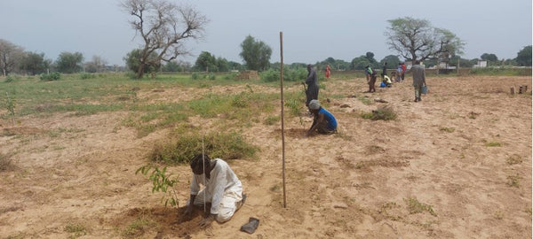 西アフリカの現地協力者達による植林