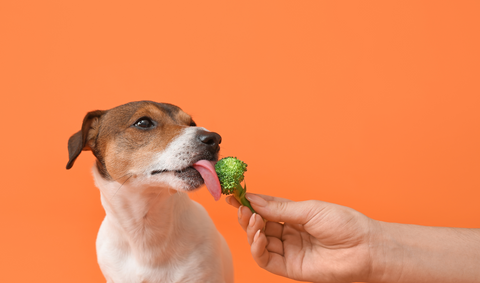 dog eating broccoli with vitamins and minerals for their health 