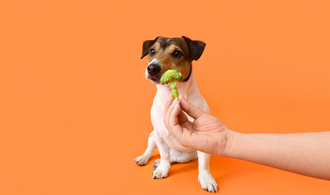 dog smelling broccoli to eat it