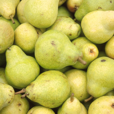 Can dogs eat pears? Everything there is to know