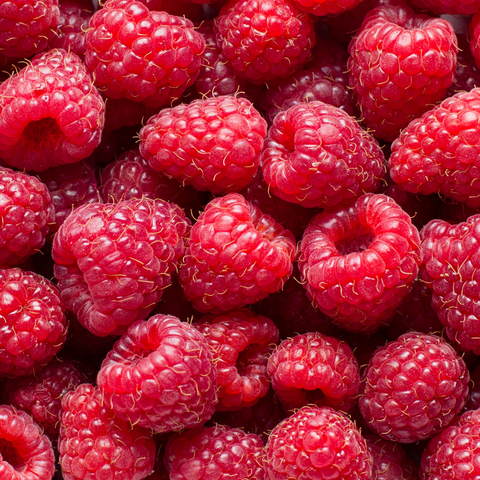 Can dogs eat raspberries? Everything there is to know