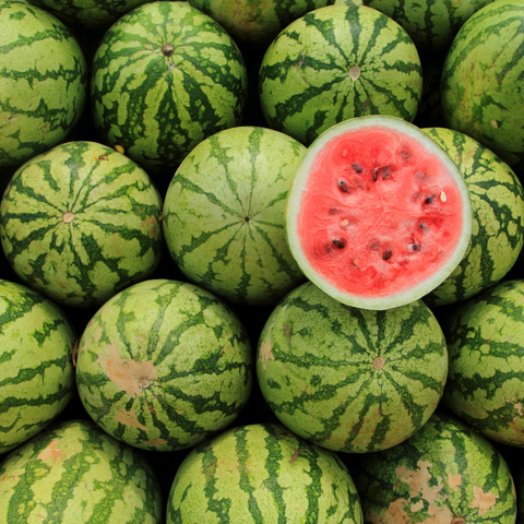 Can dogs eat watermelon? Everything there is to know