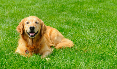 dog in the grass sitting happily 