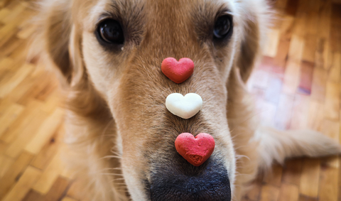 Dog hearts supplements