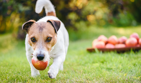 dog with apple walking