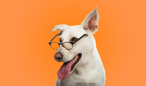 dog with glasses 