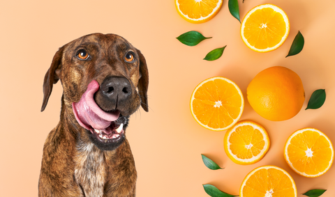 DOGS EATING ORANGES AS THEY ARE TASTY AND NUTRICIOUS 