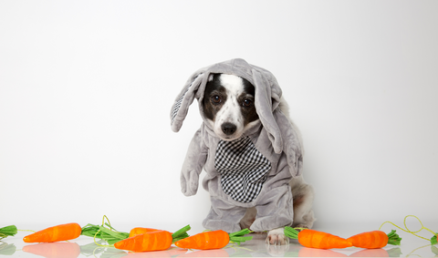 dog eating carrots