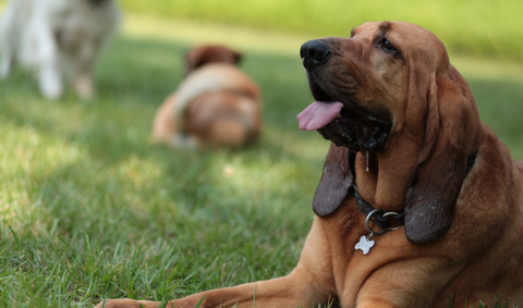 Dog in the park relaxed