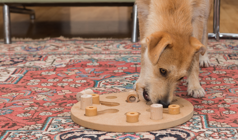 Dog playing with puzzle inside the house