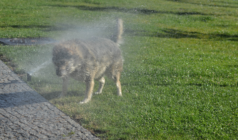 dog playing with water outside of the house