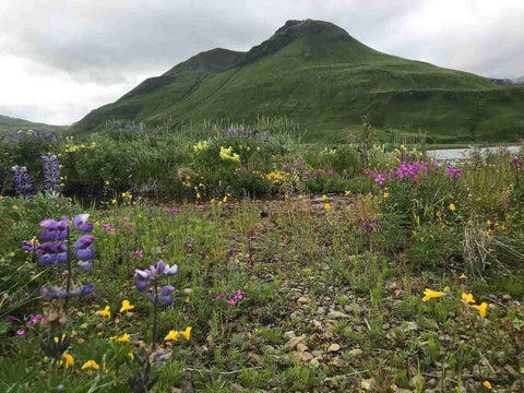 Alaska wildflowers, Mari in the sky, The Gentle Tarot, Photo by Mariza Aparicio-Tovar
