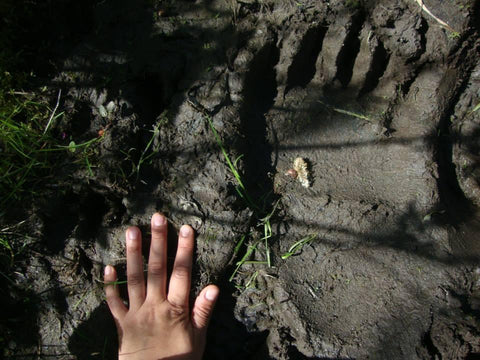 Fresh large kodiak grizzly bear print in mud with Mari's hand next to it, Mari in the sky, The Gentle Tarot, Photo by Mariza Aparicio-Tovar