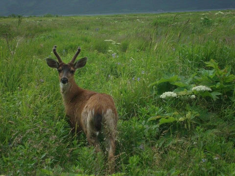 Young deer turning and looking at the camera in a tall grass, Mari in the sky, The Gentle Tarot, Photo by Mariza Aparicio-Tovar