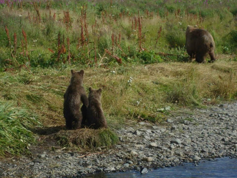 Two baby bears one on it's hind legs looking up as their mother walks away to eat her salmon in peace, kodiak island, Mari in the sky, The Gentle Tarot, Photo by Mariza Aparicio-Tovar