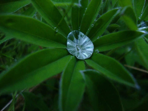 Close up of water drop on lupine leaves, Mari in the sky, The Gentle Tarot, Photo by Mariza Aparicio-Tovar